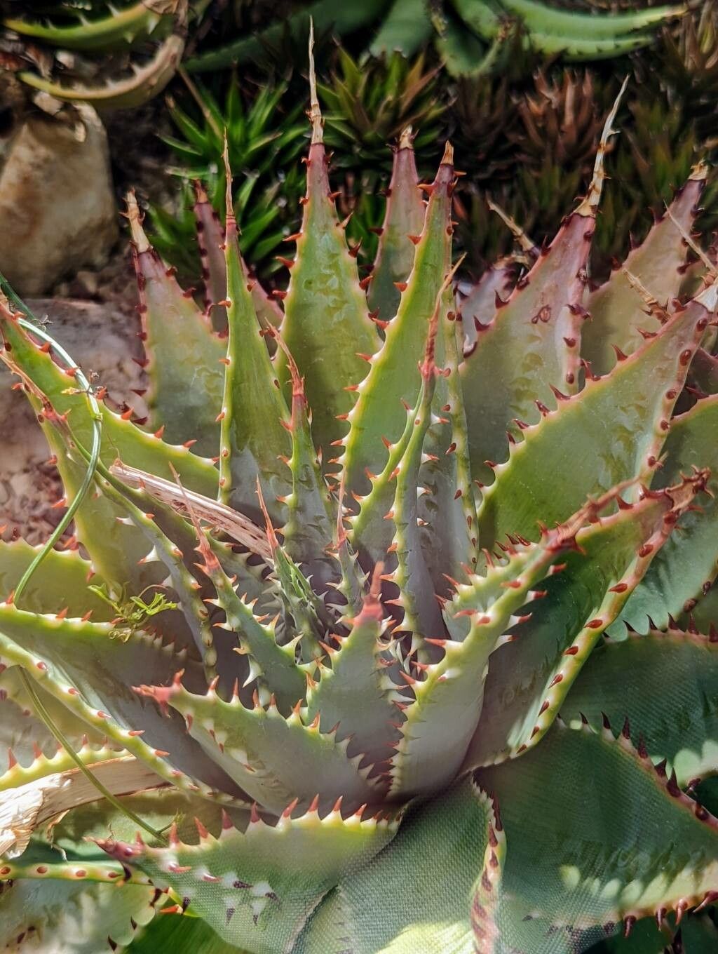 Aloe pratensis leaf