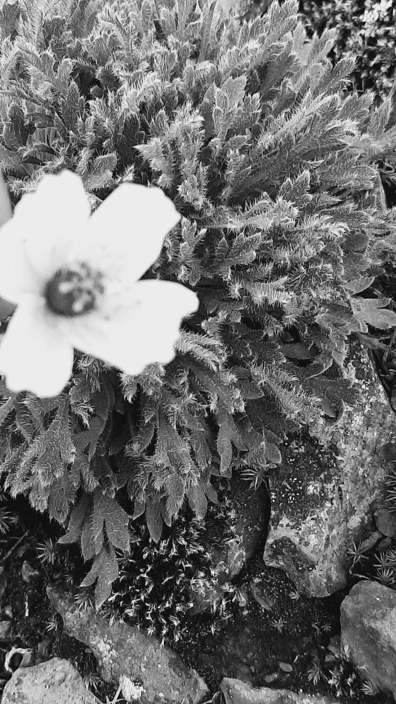 Papaver dahlianum — search result for 'Papaver'