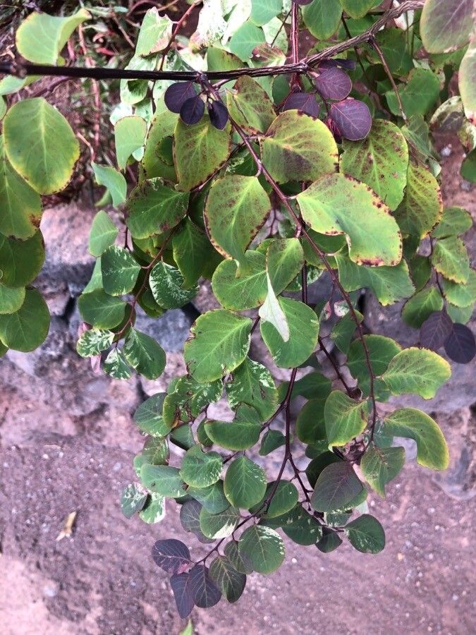 Lonicera trichosantha — search result for 'Lonicera'