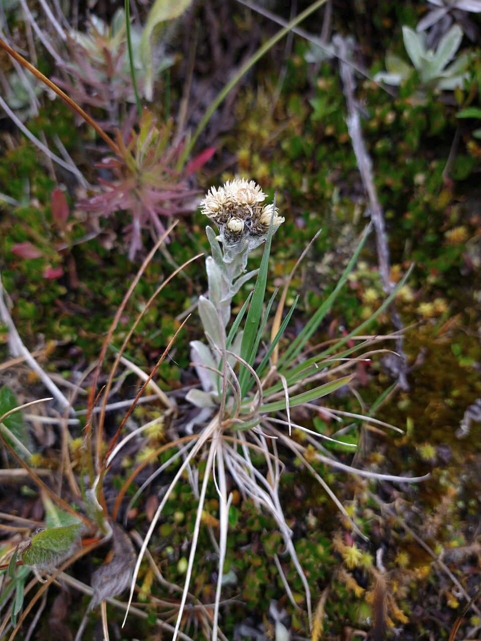 Gnaphalium antennarioides flower