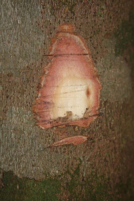 Protium demerarense other