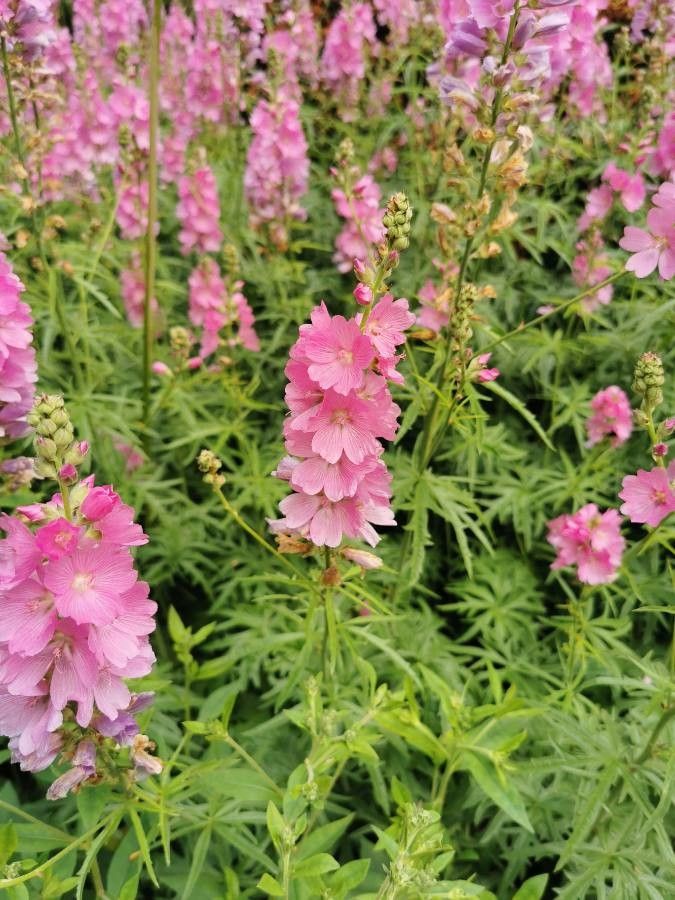 Sidalcea cusickii flower