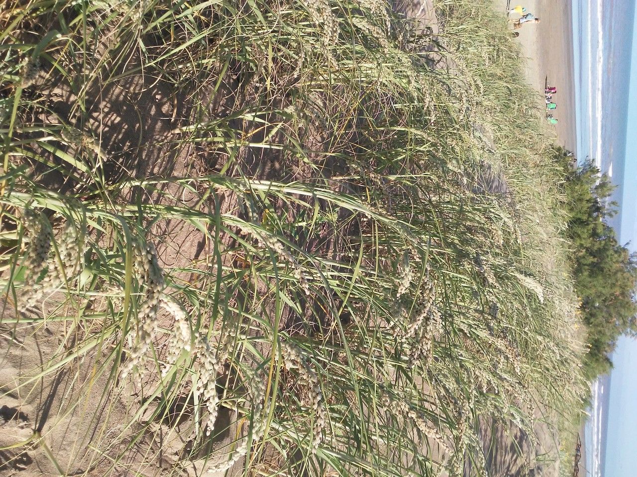 Panicum racemosum other