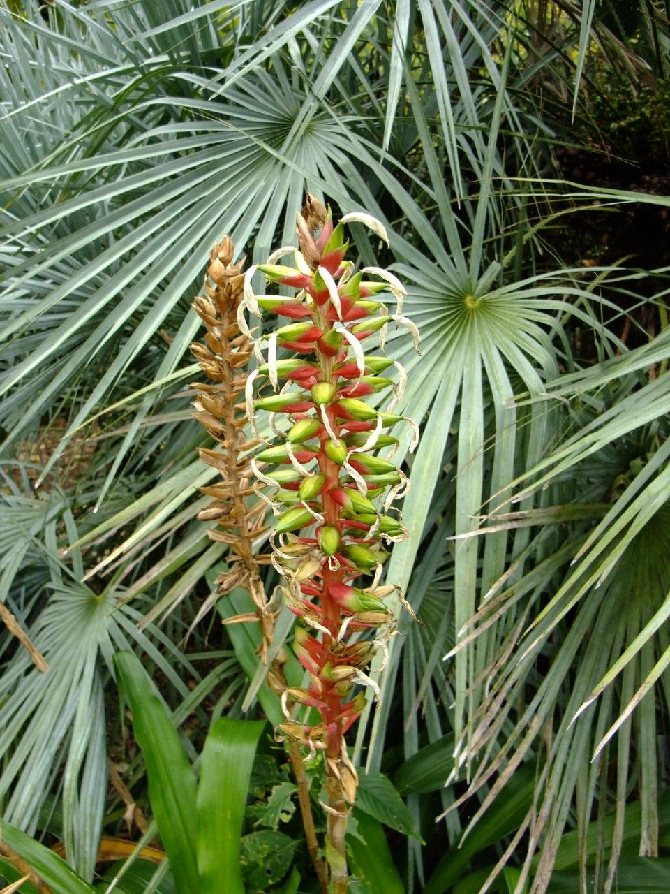 Pitcairnia maidifolia habit
