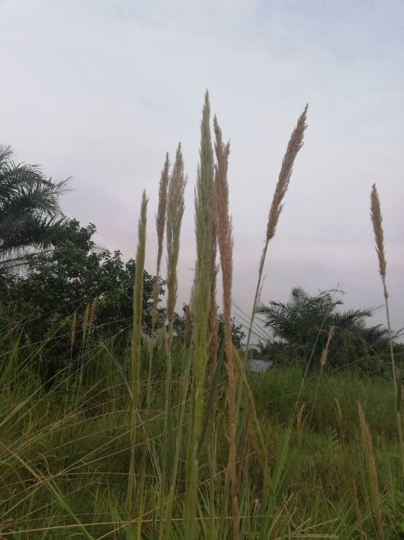 Loudetia phragmitoides flower