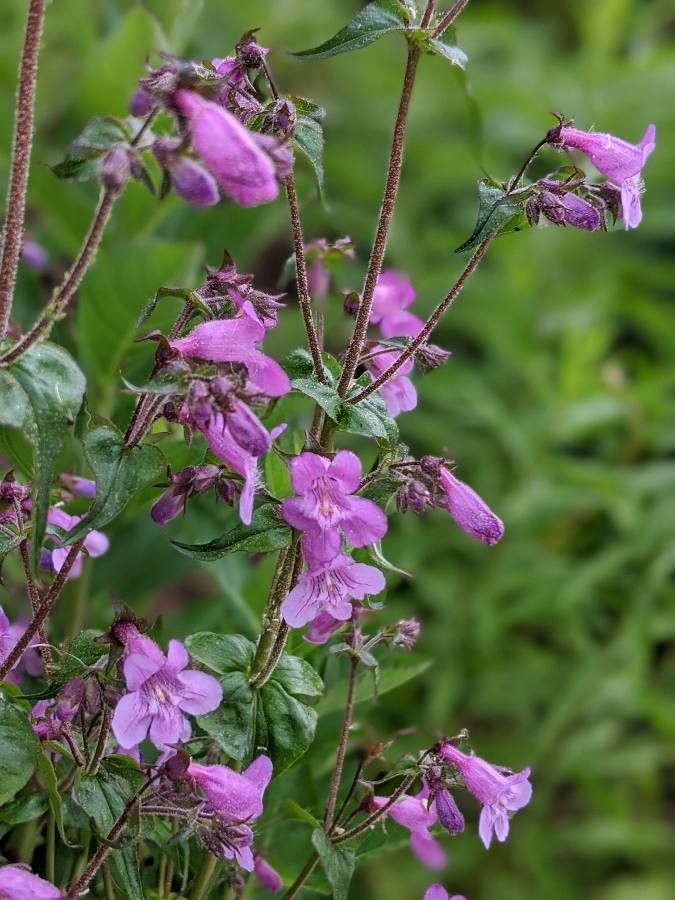 Penstemon tenuis habit