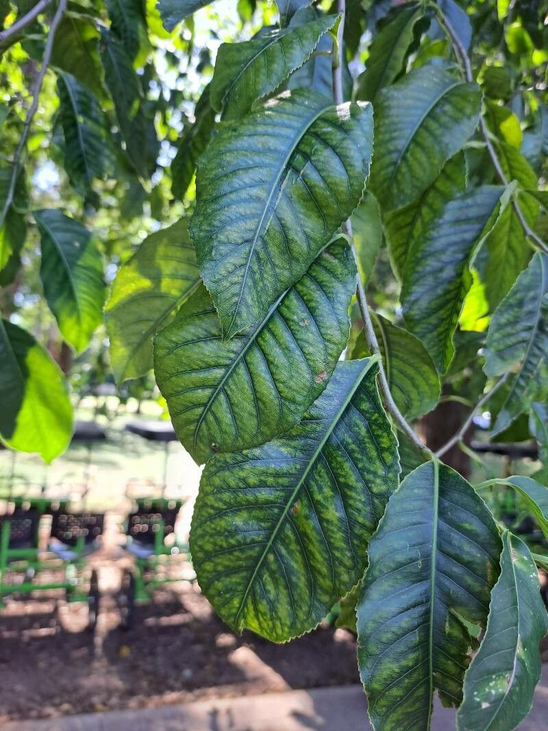 Cariniana ianeirensis leaf