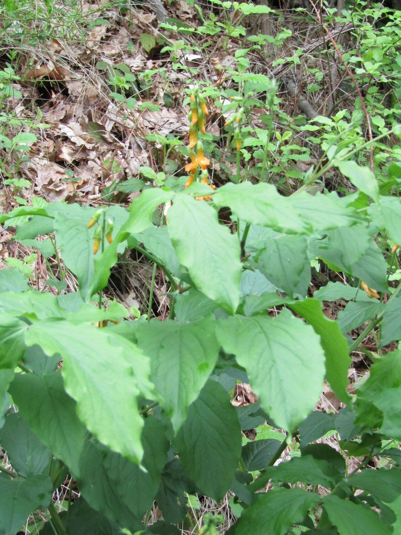 Lathyrus aureus — search result for 'Lathyrus'