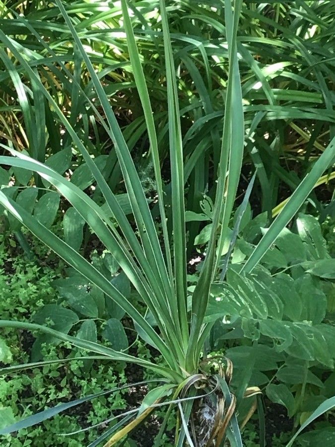 Yucca glauca