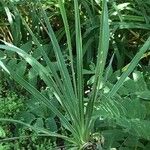 Yucca glauca