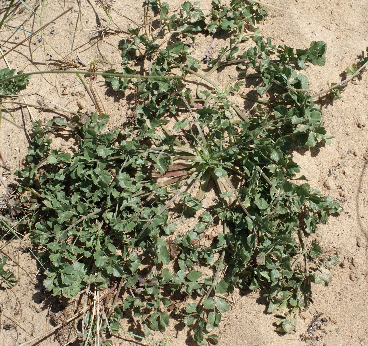 Pimpinella villosa habit