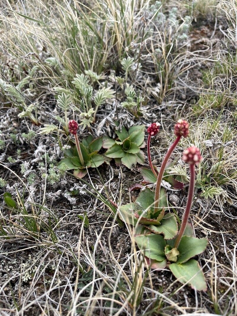 Micranthes rhomboidea habit