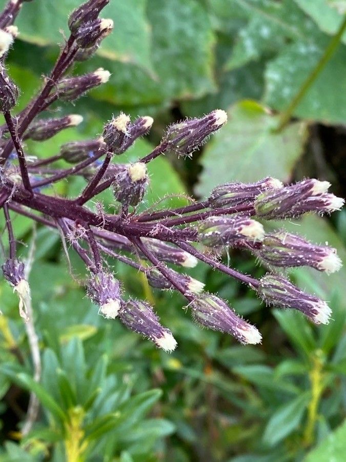 Lactuca alpina fruit