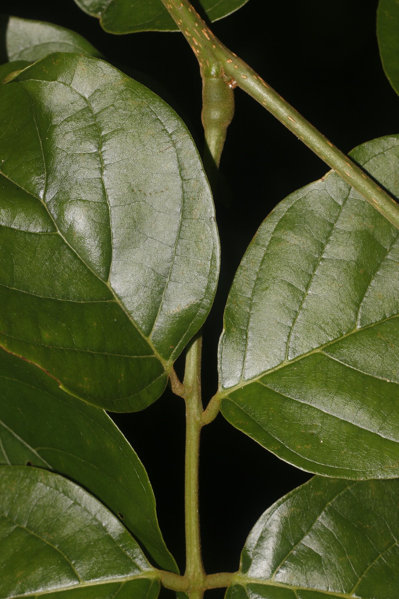 Lonchocarpus brenesii flower