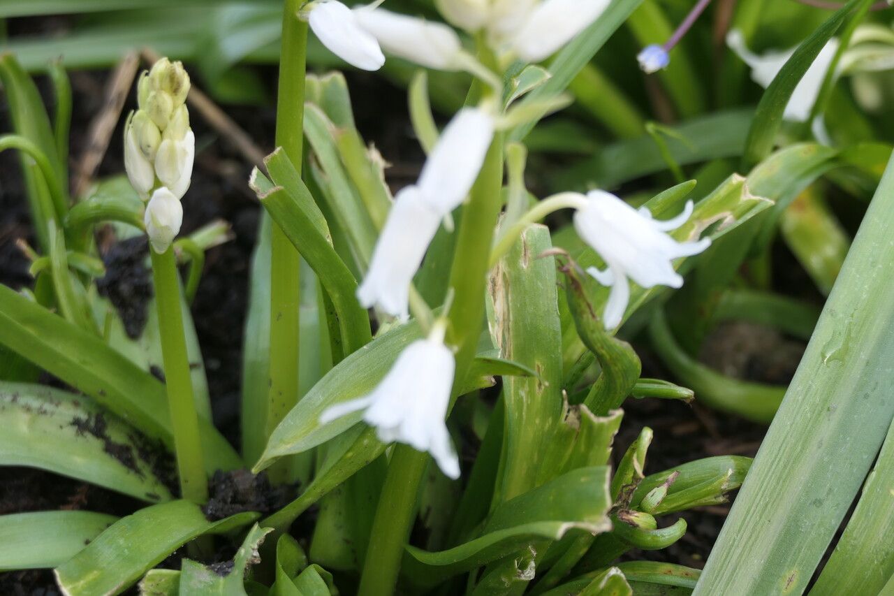 Hyacinthoides × massartiana flower