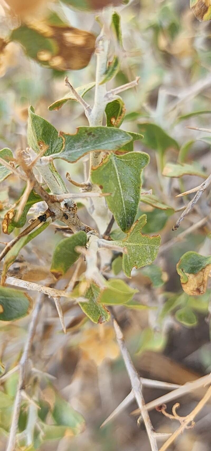 Convolvulus leiocalycinus — search result for 'Convolvulus'
