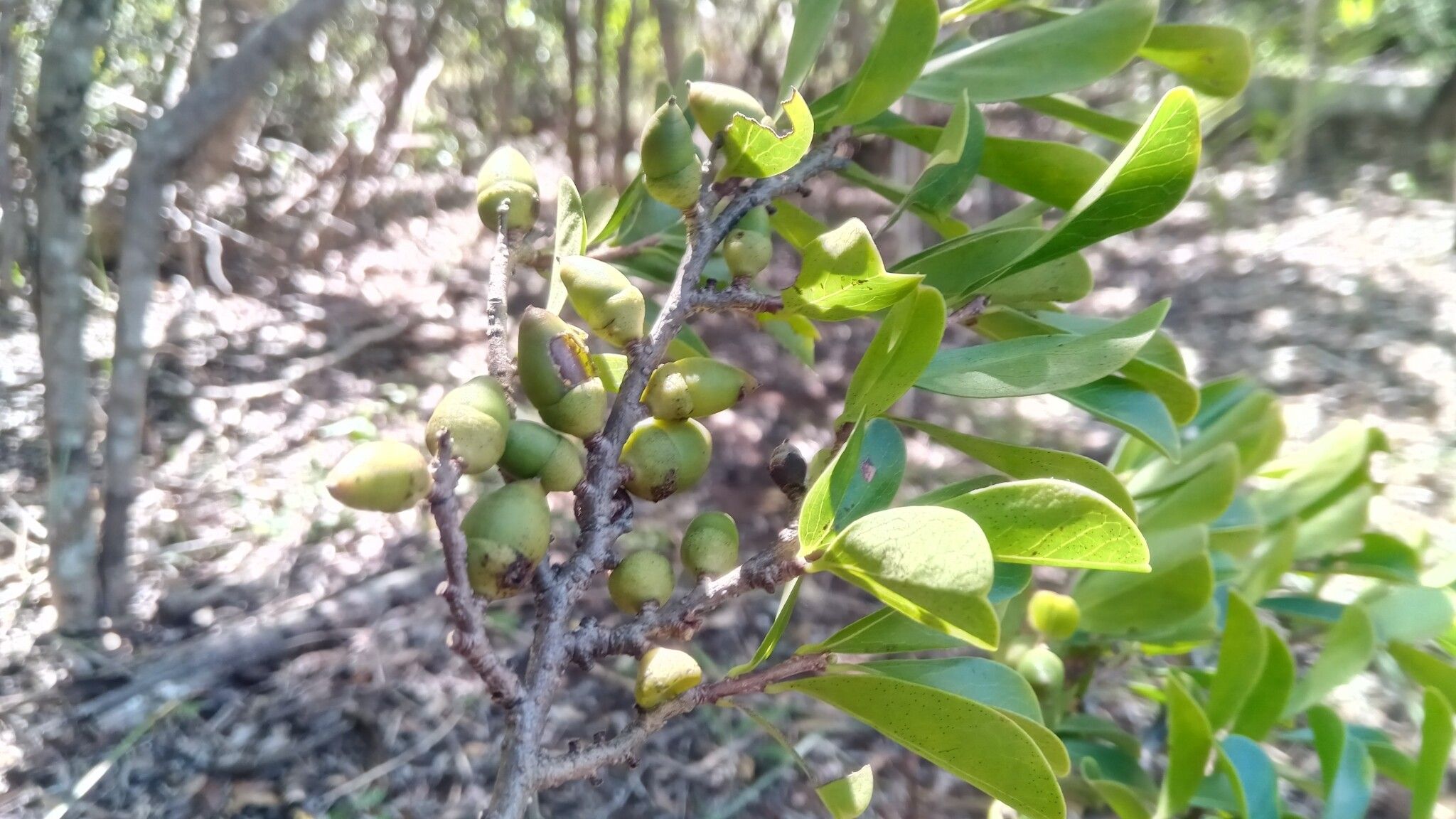 Diospyros myrtifolia — houseplant care guide