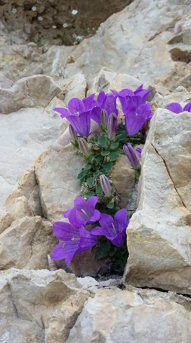 Campanula morettiana flower