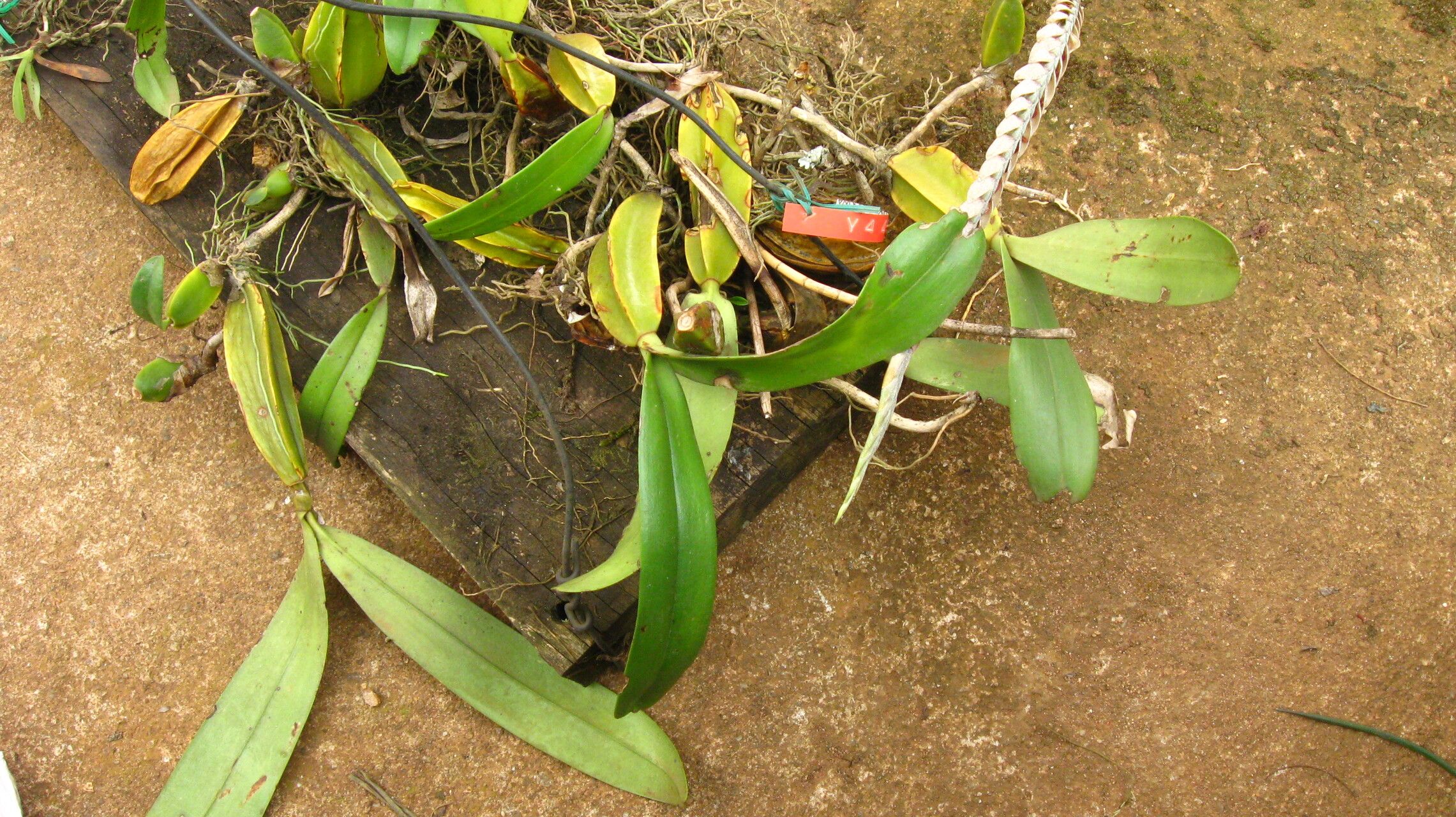 Bulbophyllum lupulinum habit
