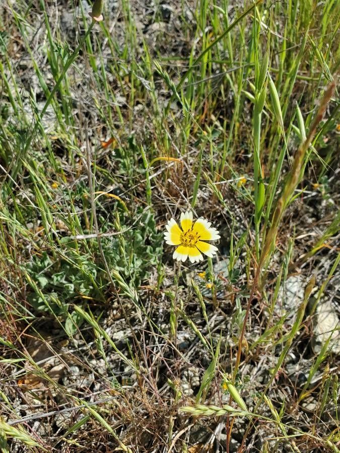 Layia fremontii flower