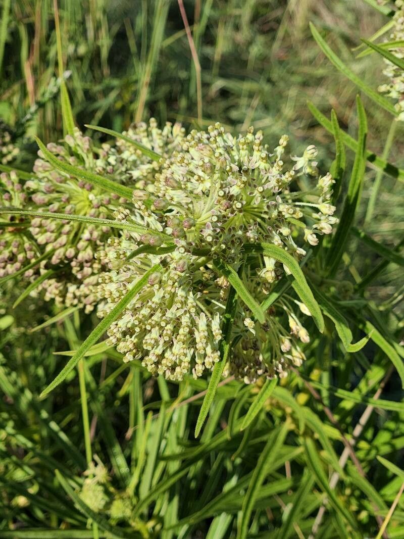 Asclepias hirtella flower
