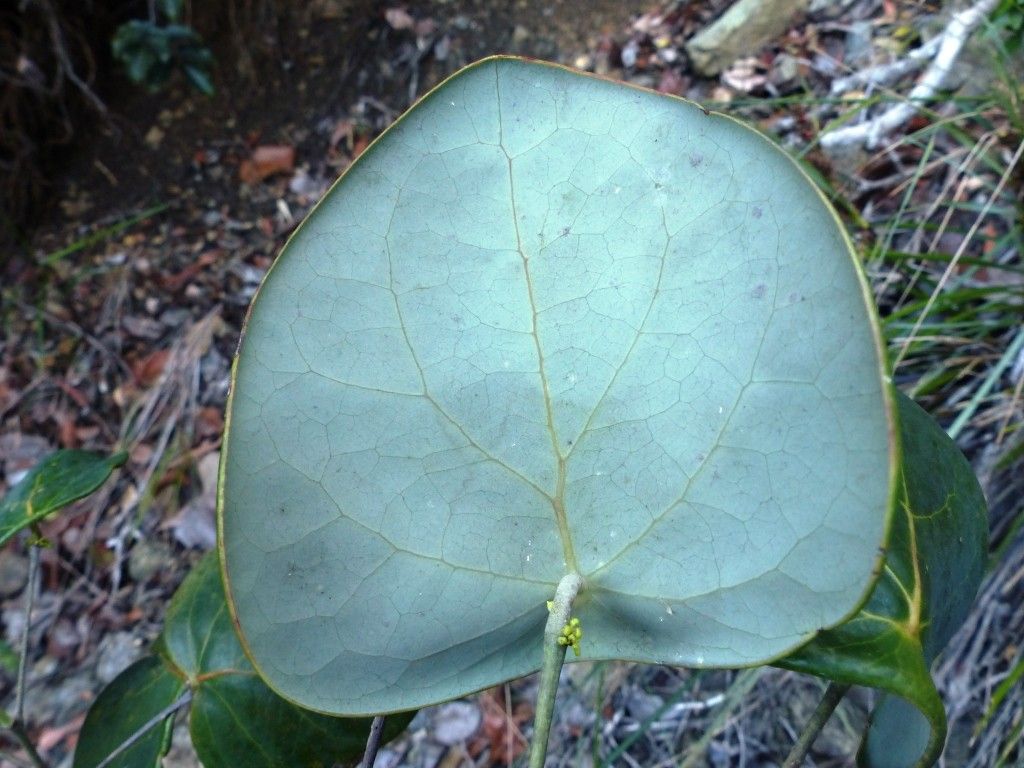 Phyllanthus peltatus leaf