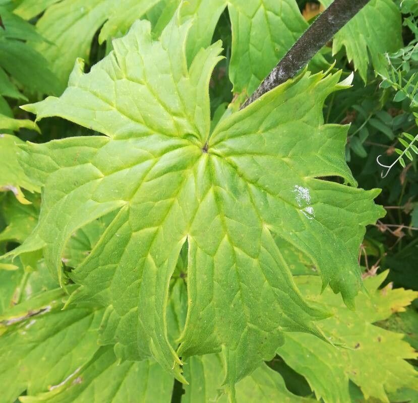 Aconitum septentrionale leaf