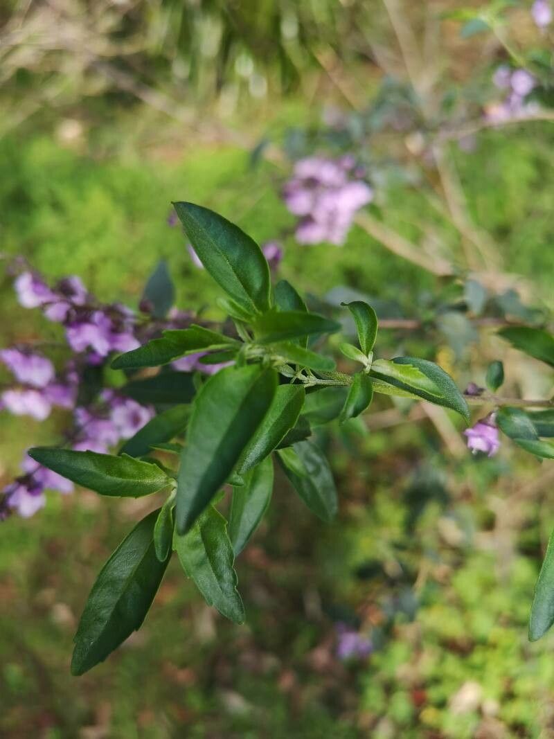 Prostanthera ovalifolia leaf