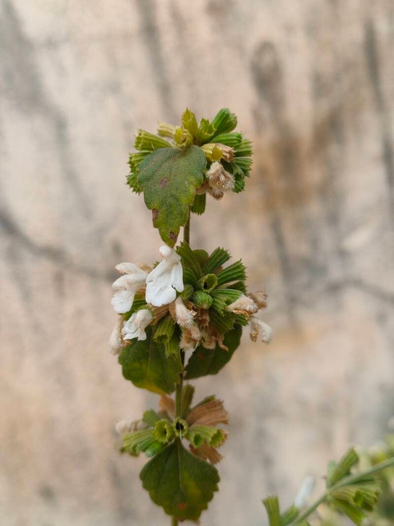 Leucas montana — houseplant care guide