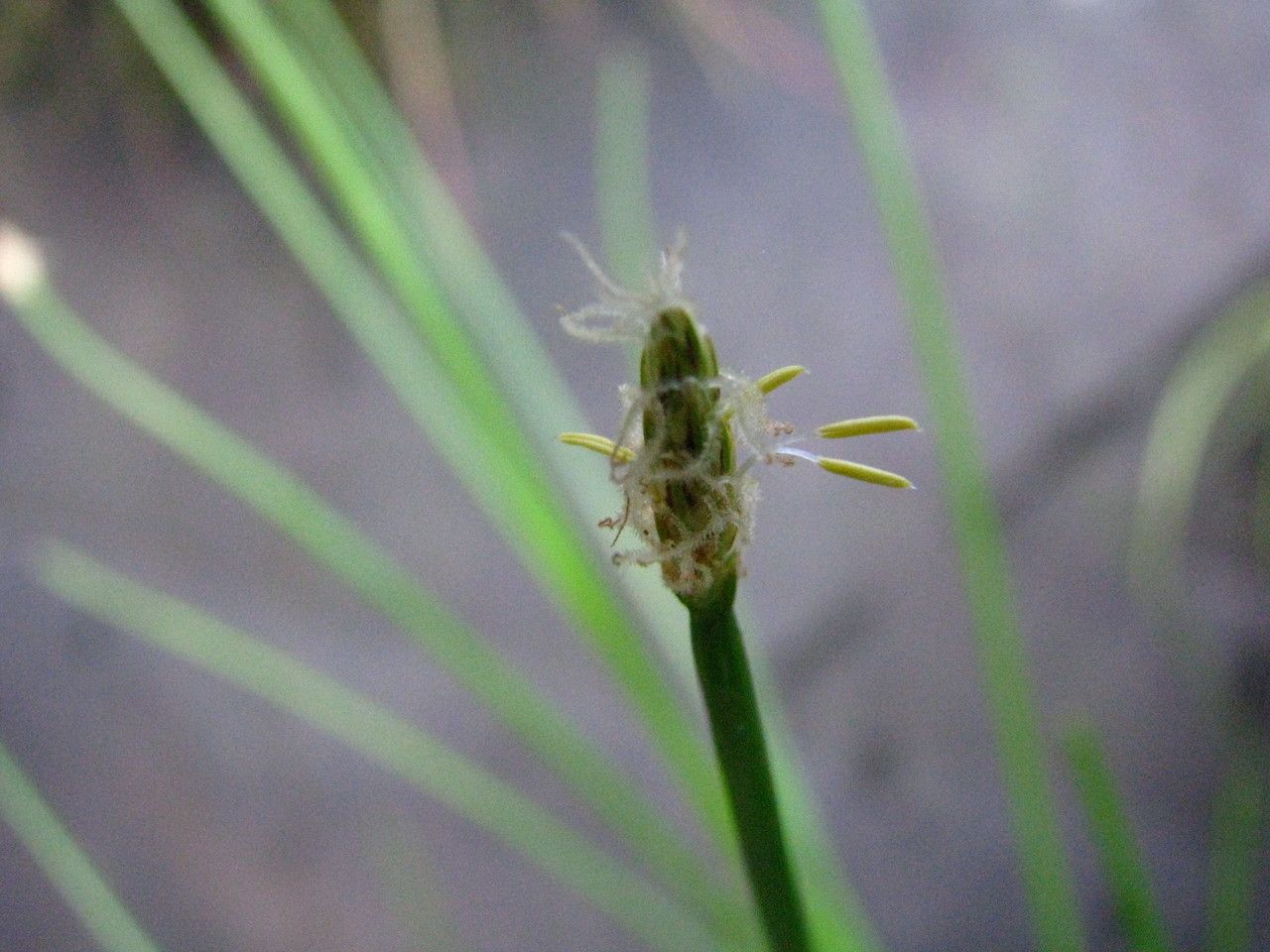 Eleocharis erythropoda — search result for 'Eleocharis'