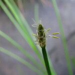 Eleocharis erythropoda