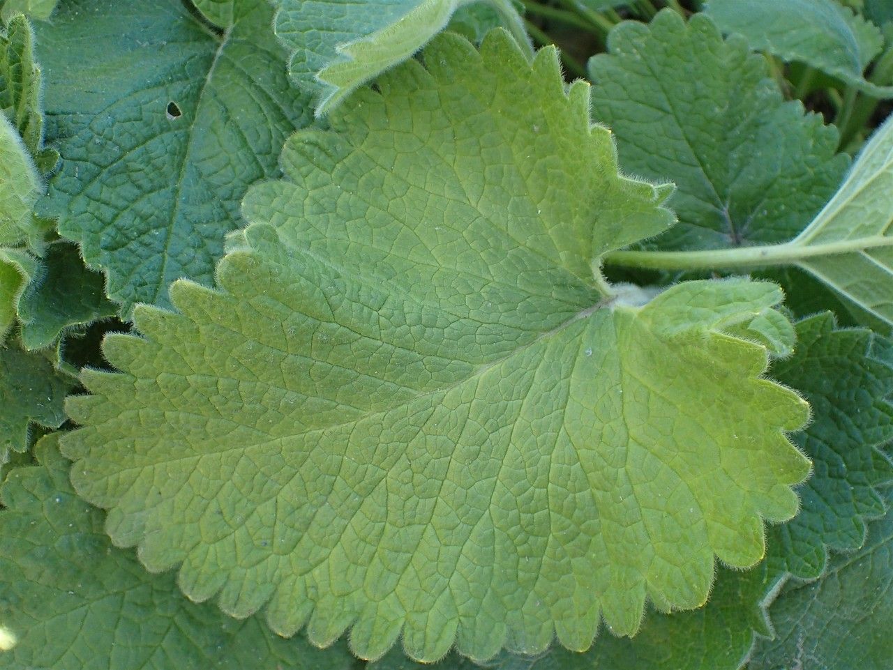 Stachys alopecuros leaf