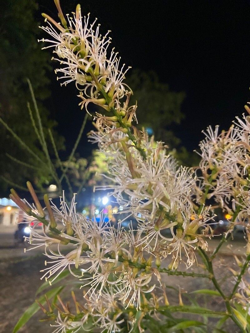 Dracaena zebra flower