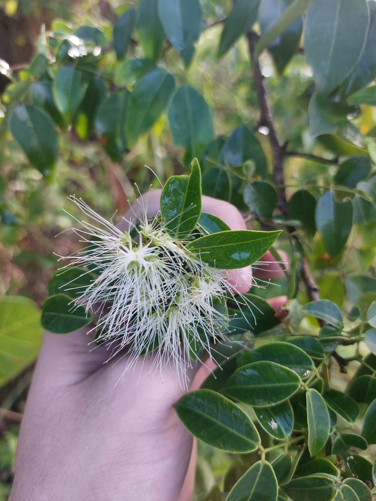 Jupunba cochleata flower