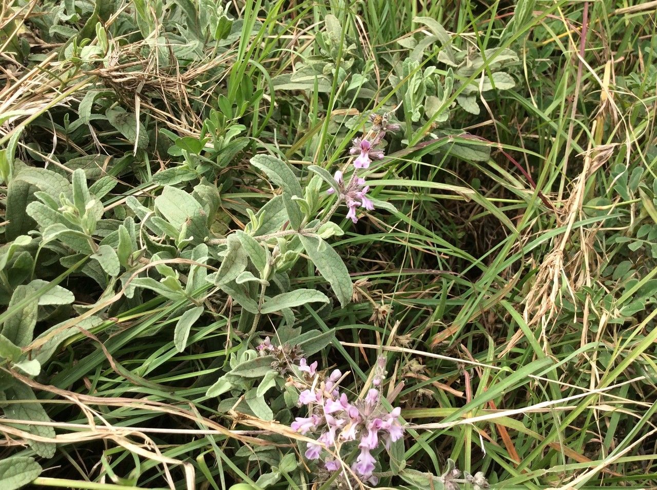 Stachys argillicola — houseplant care guide