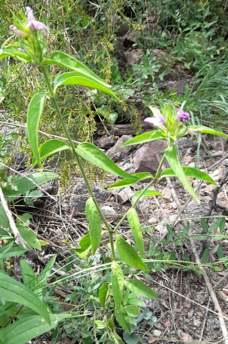 Justicia squarrosa habit