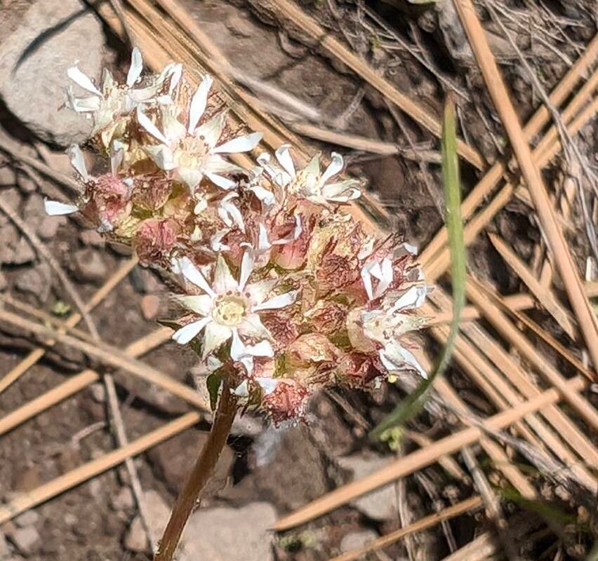 Potentilla douglasii flower