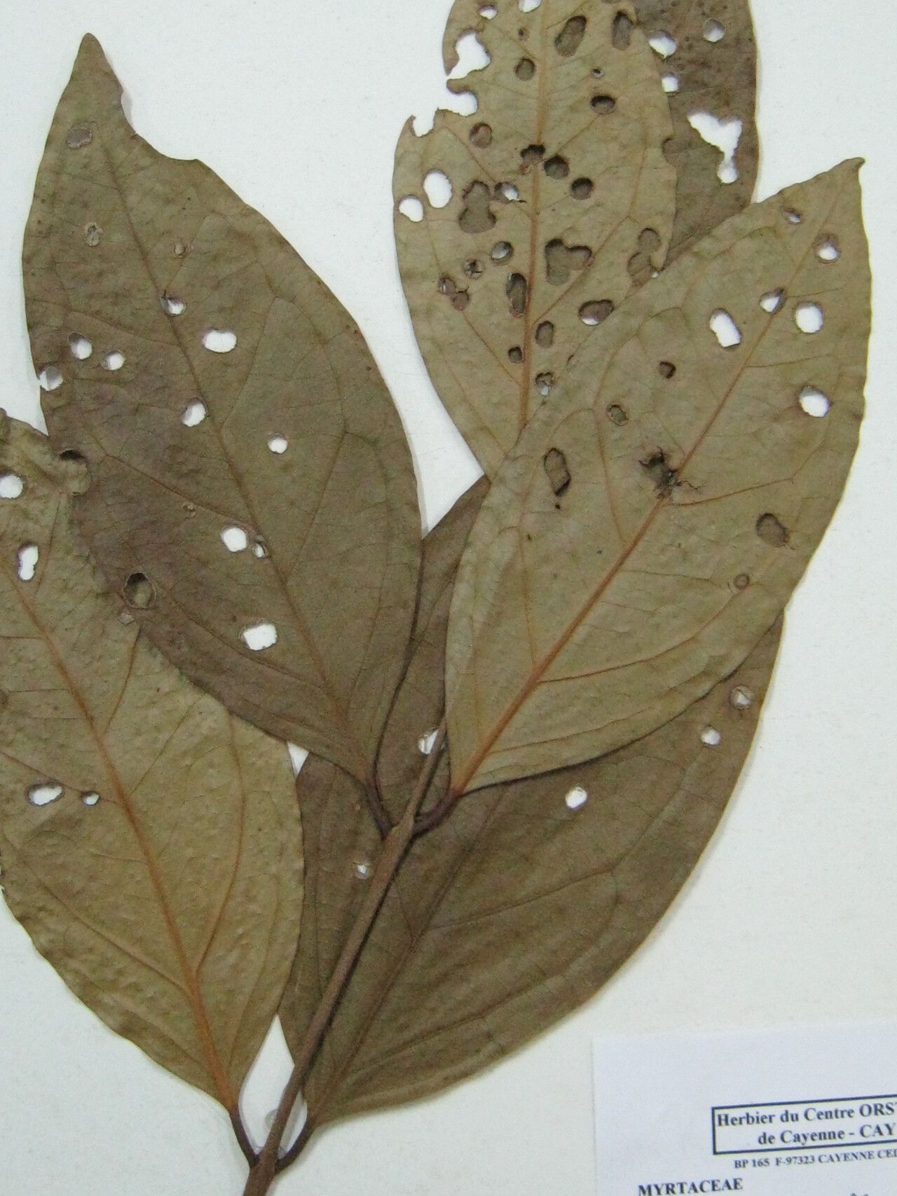 Eugenia anastomosans other