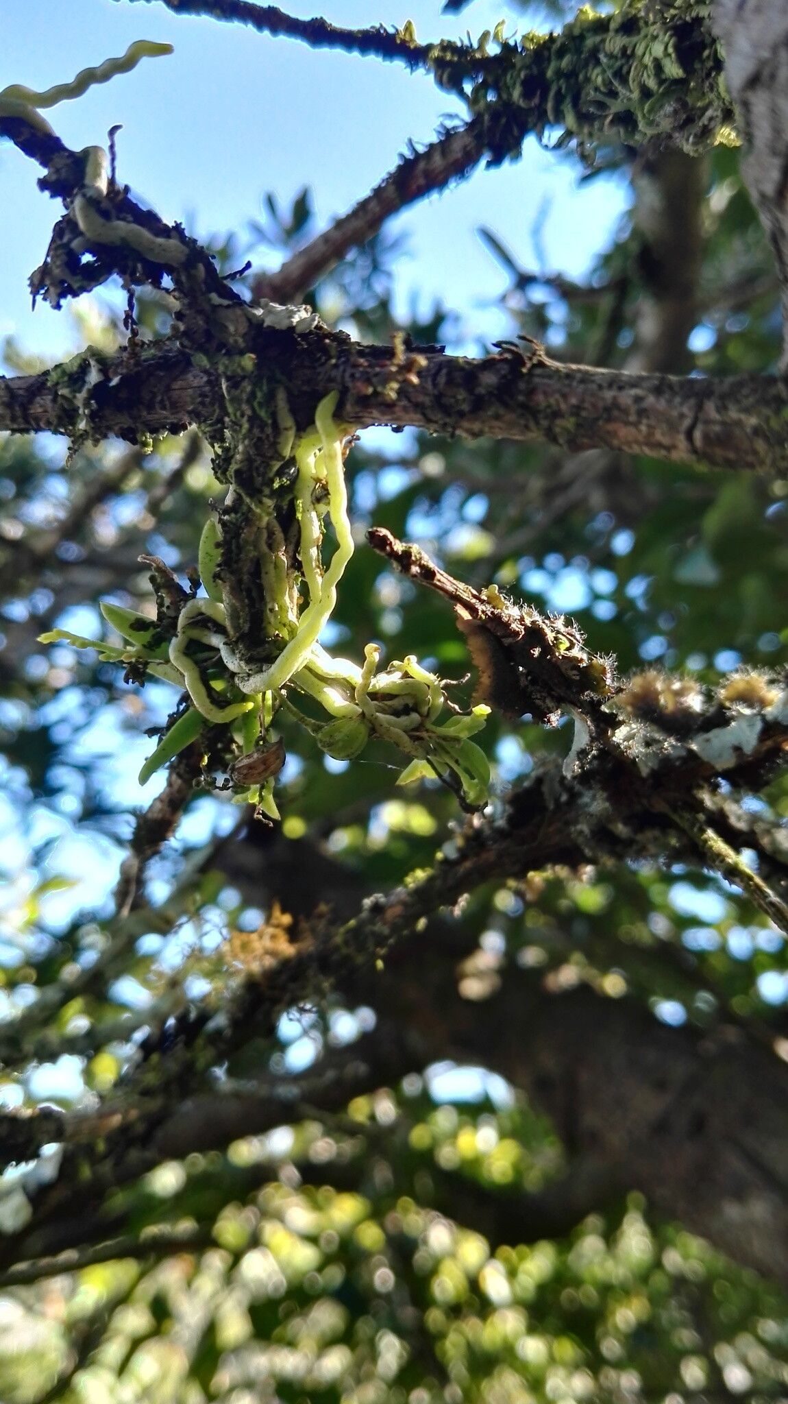 Angraecum chamaeanthus — houseplant care guide