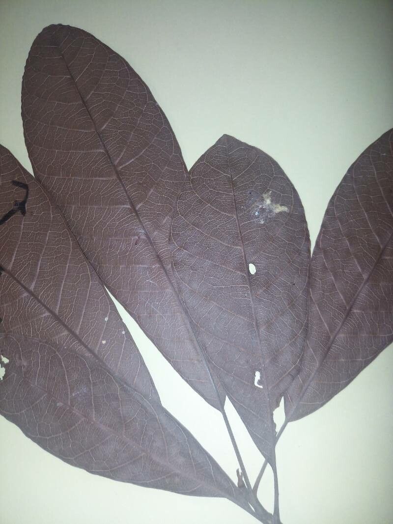 Pouteria guianensis — search result for 'Pouteria'