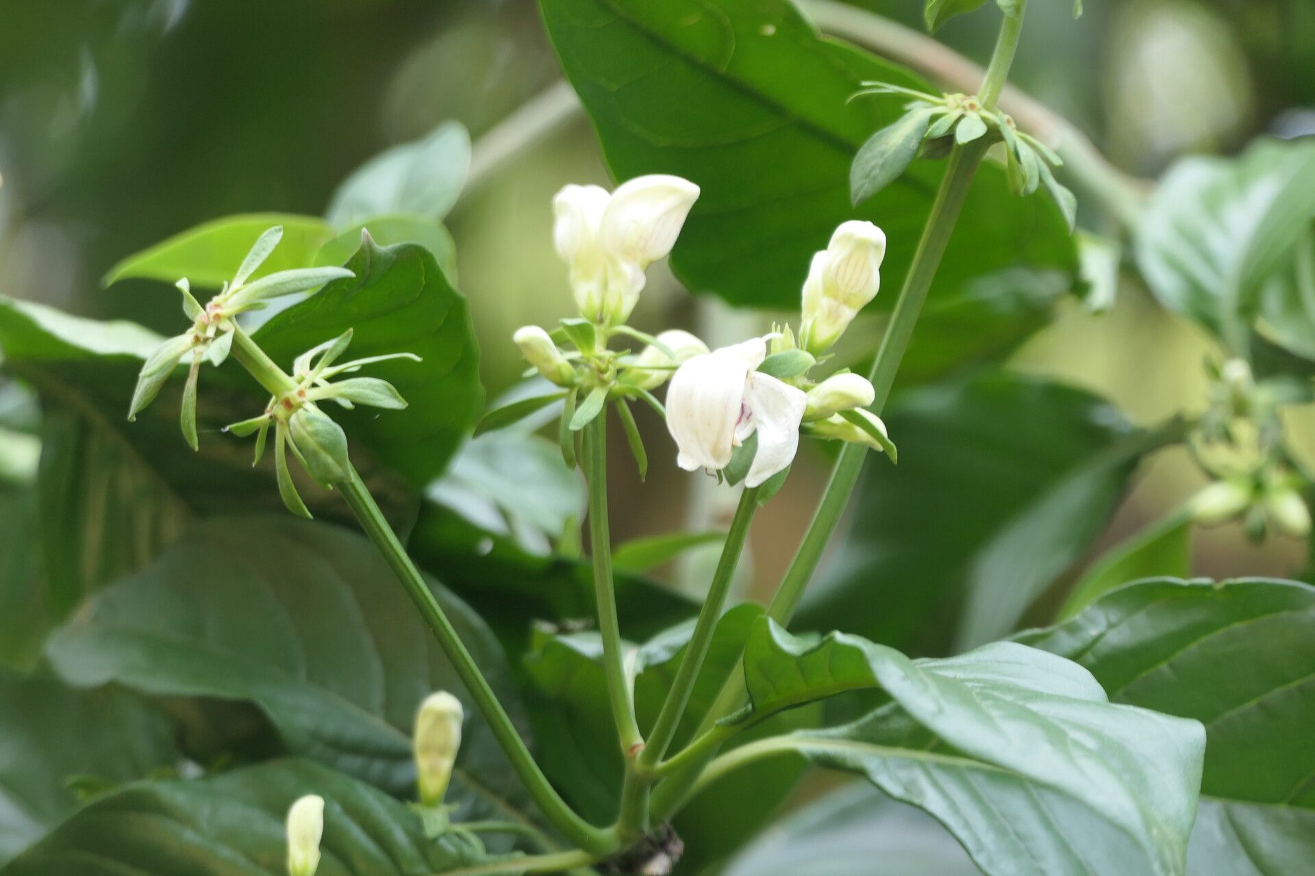 Justicia adhatodoides habit