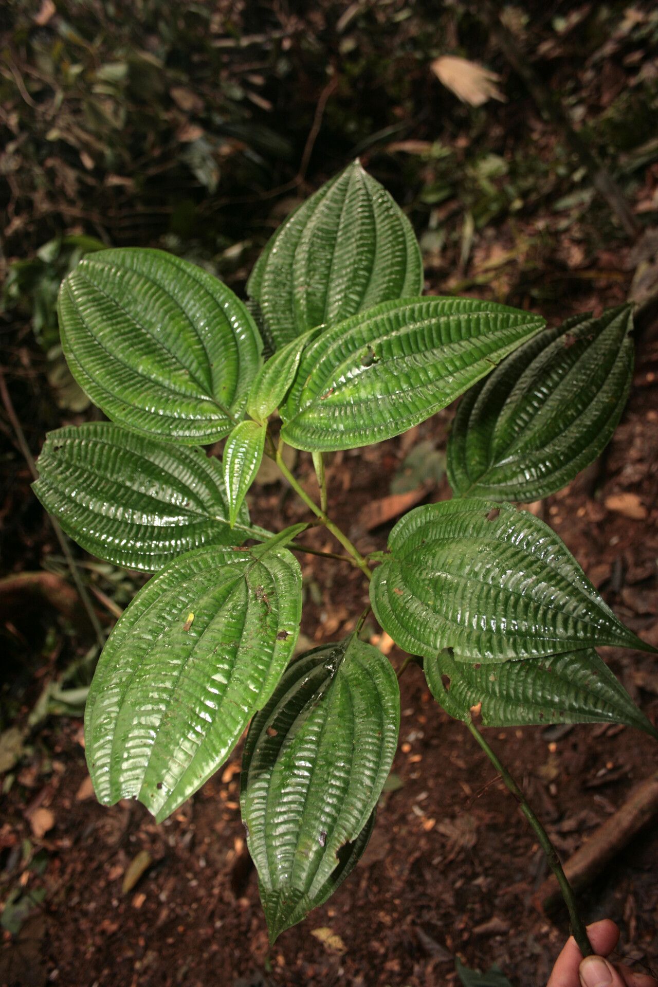 Miconia trichocalyx — houseplant care guide