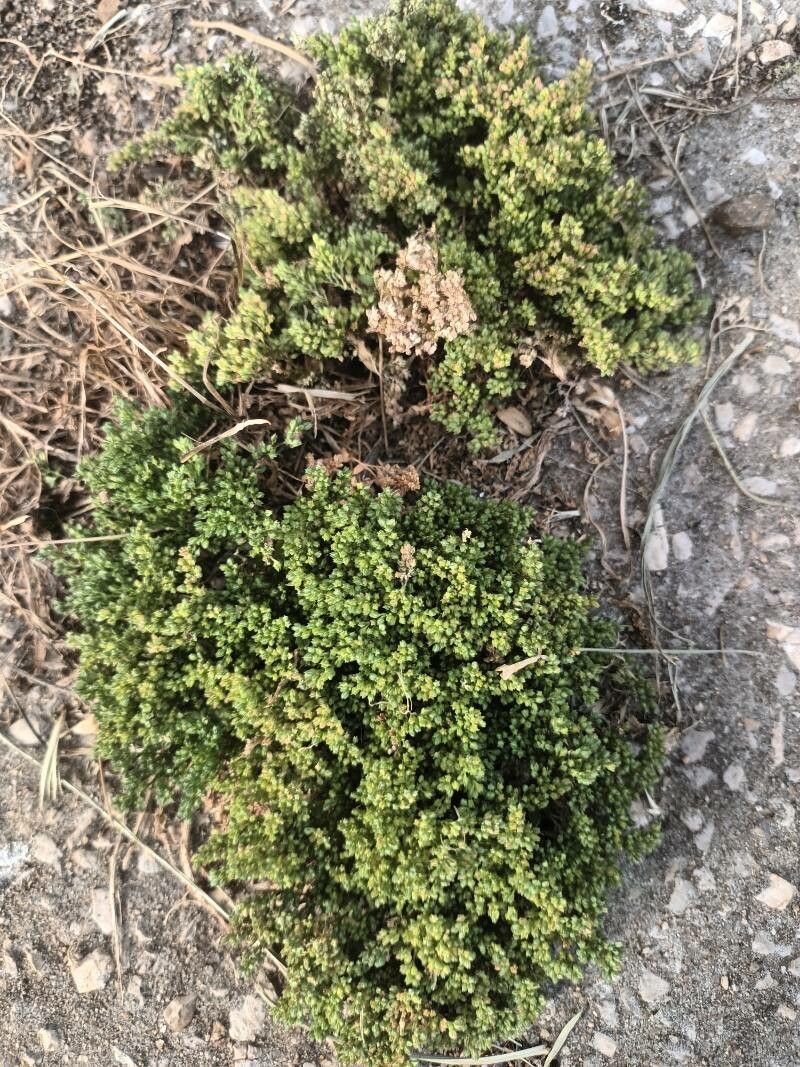 Herniaria alpina leaf