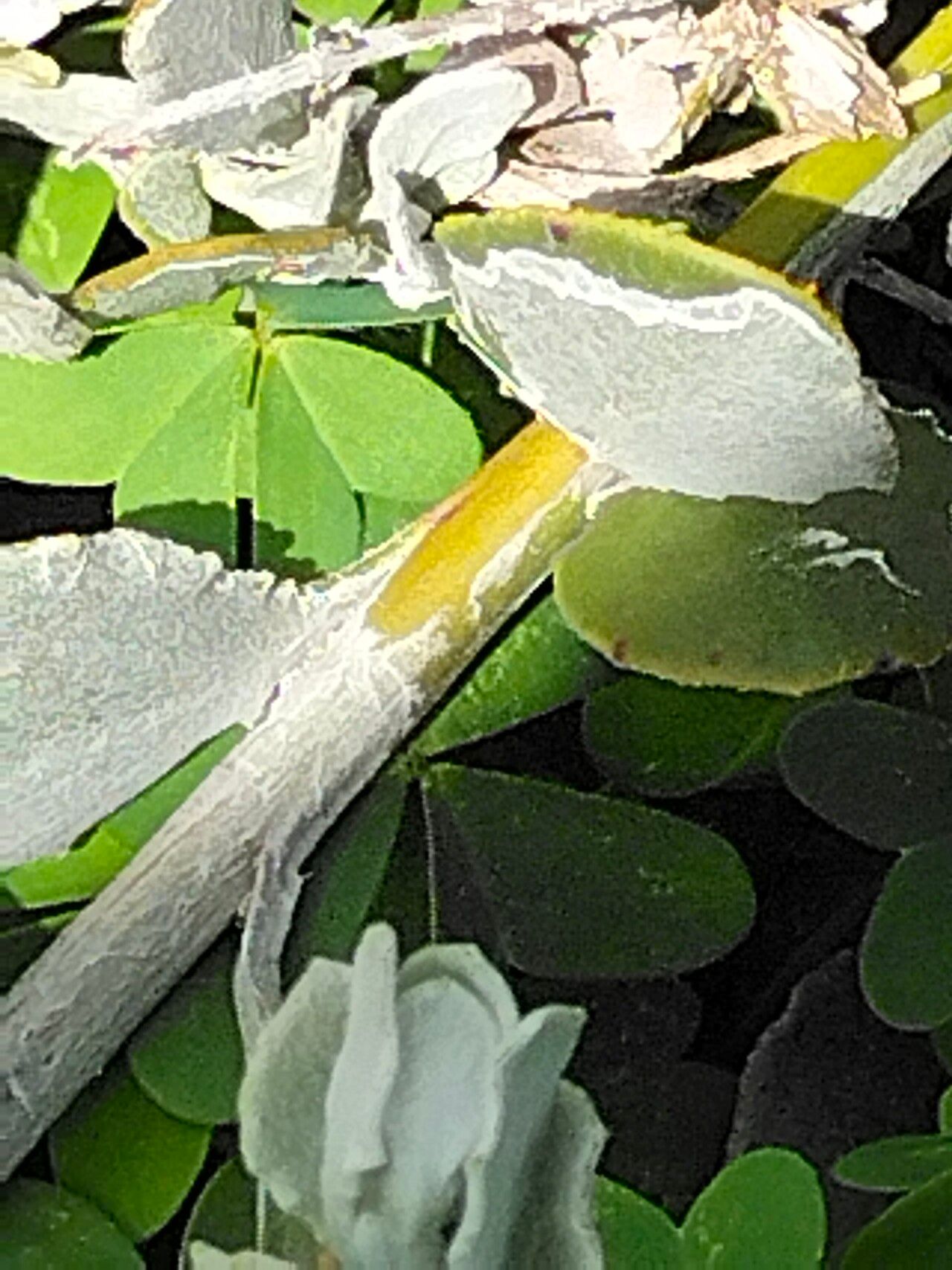 Osteospermum incanum bark