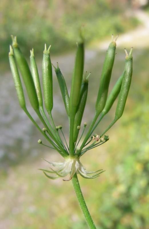 Chaerophyllum elegans fruit