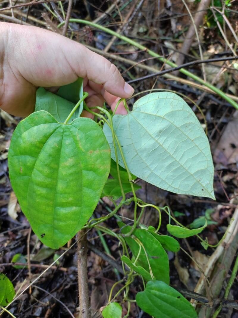 Aristolochia goudotii leaf