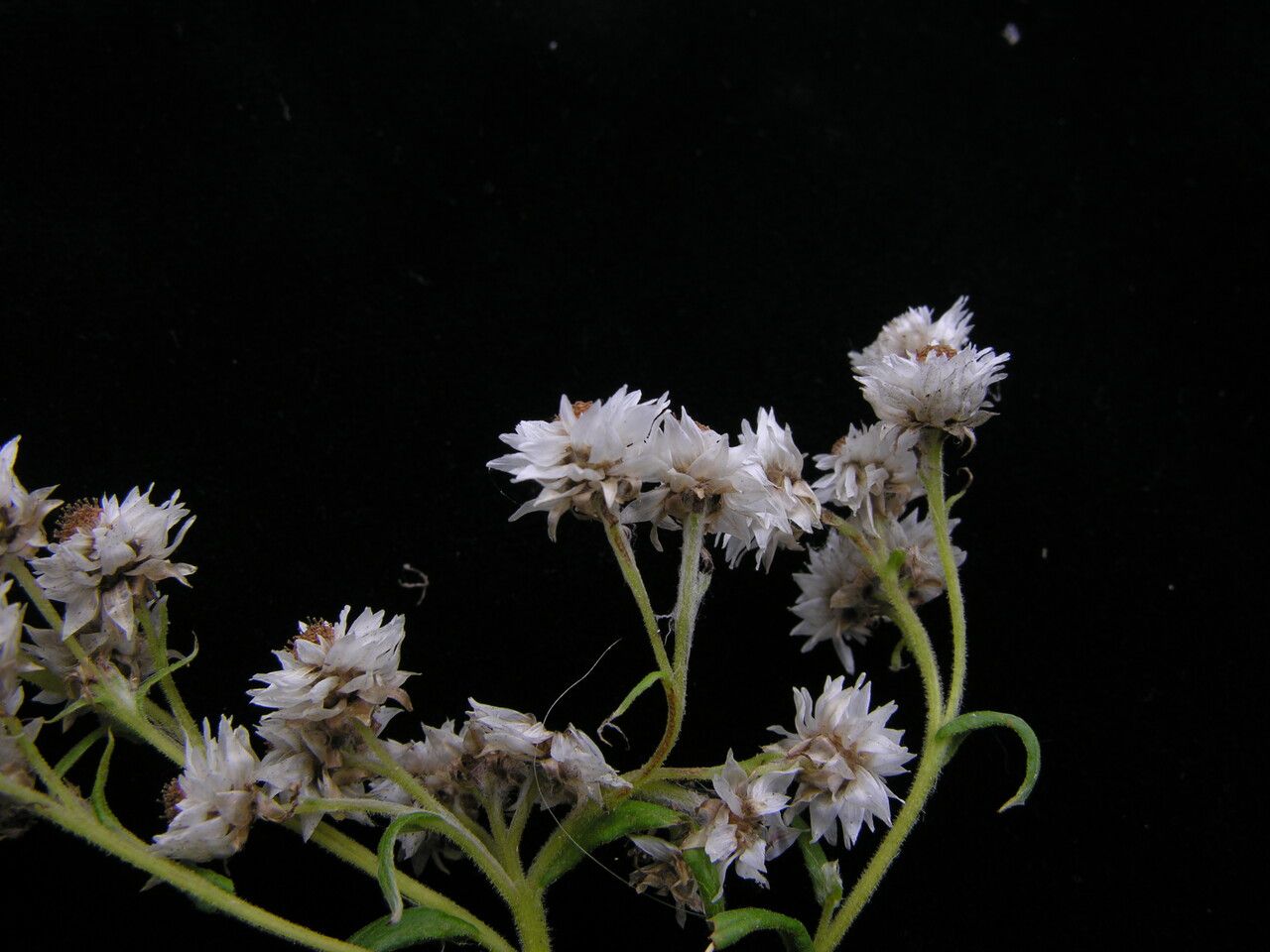 Anaphalis griffithii habit