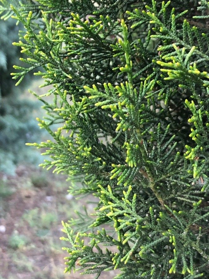 Cupressus dupreziana — search result for 'Cupressus'