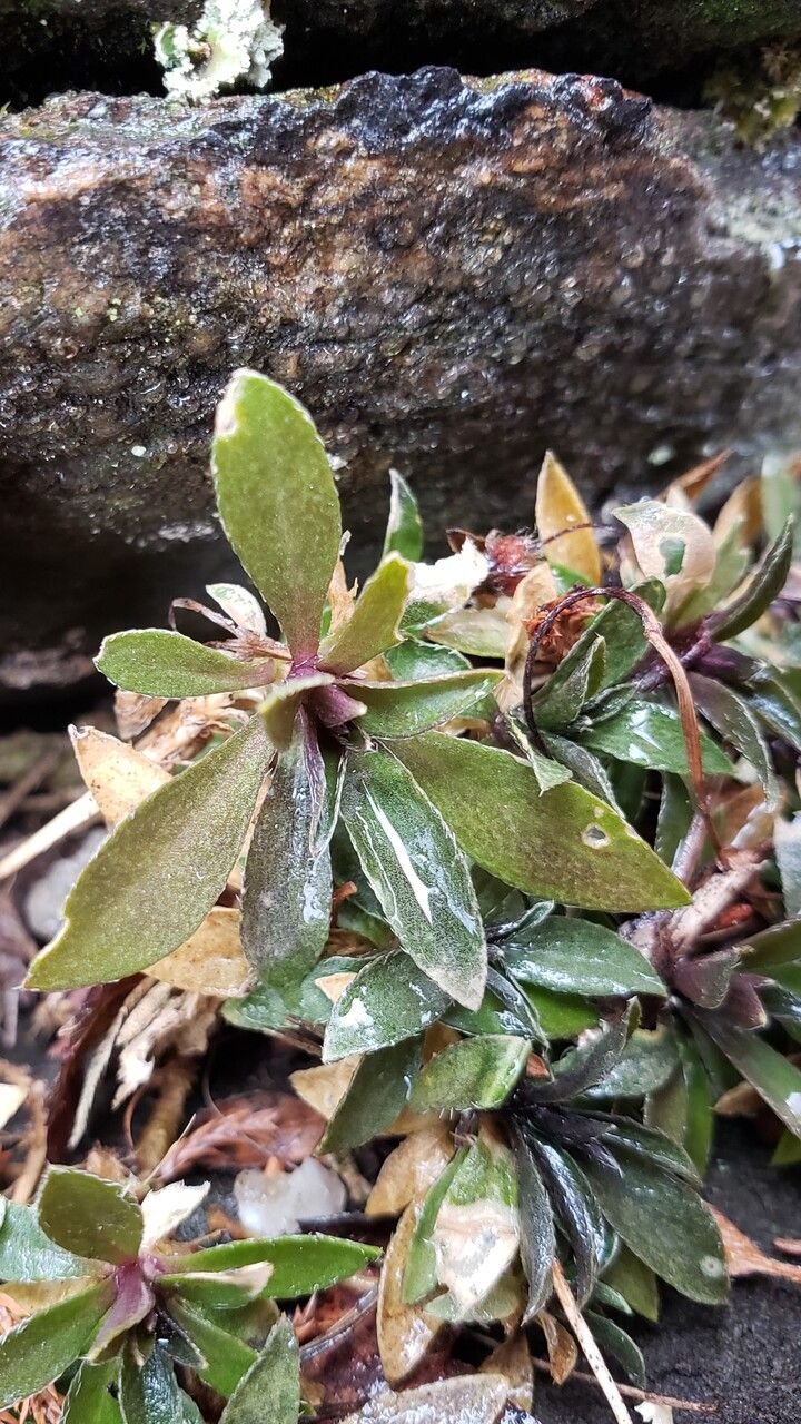 Draba hyperborea — houseplant care guide