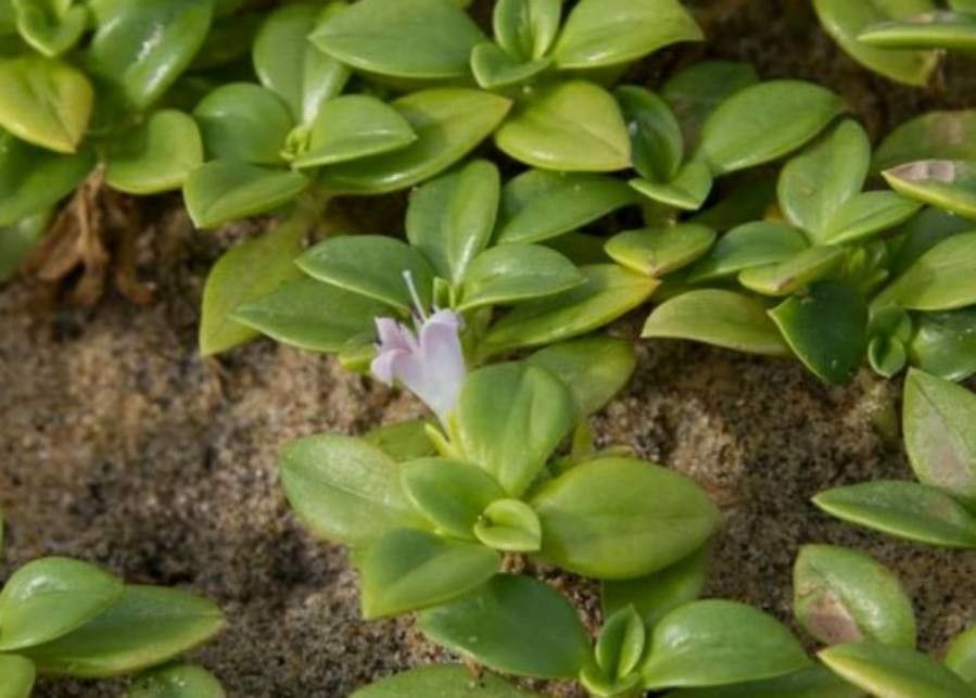 Hydrophylax maritima leaf